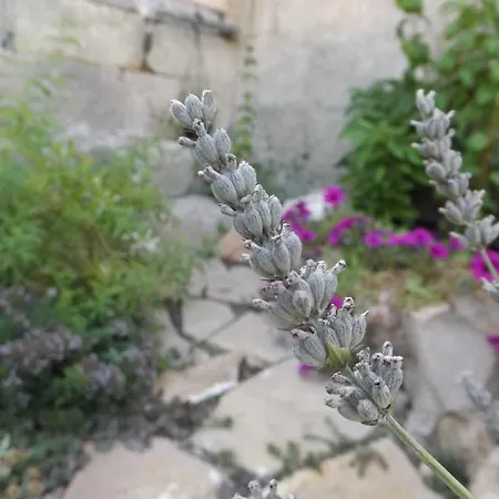 컨트리하우스 Stella Dei Campi